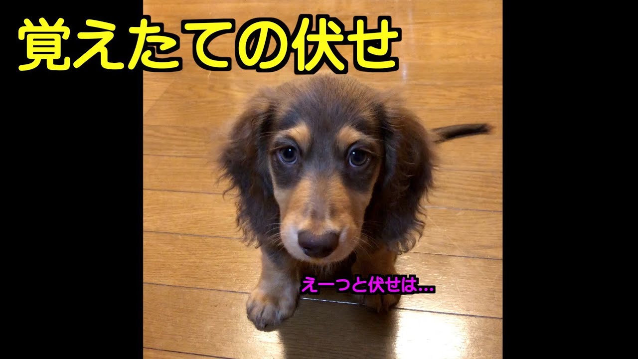 やぶちゃんダックスフンド maxresdefault.jpg