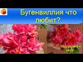 Бугенвиллия Что надо для постоянного цветения Bougainvillea дома Подготовка к зиме Уход