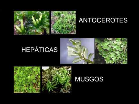 Biología vegetal 2021: Bryophyta (musgos, hepáticas y antocerotes)