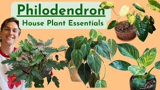 Philodendron - Complete Care - Houseplant Basics - How to Grow Well