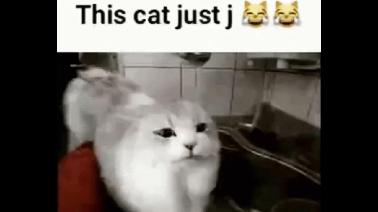 I wish i was a cat no school. Орлеанская кошка. I wish i was a cat no school. Just cat. I can has cheezburger.