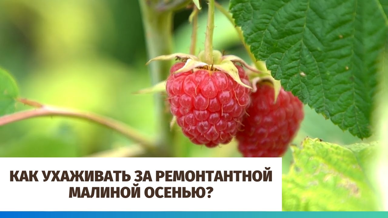 Как ухаживать за ремонтантной малиной осенью?