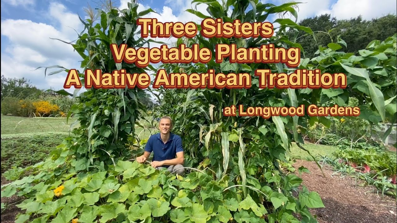 Three Sisters Veggie Planting: A Native American Planting Method ...