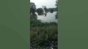 Câu cá sát trung đông hóc môn #fishing #câu cá hóc môn