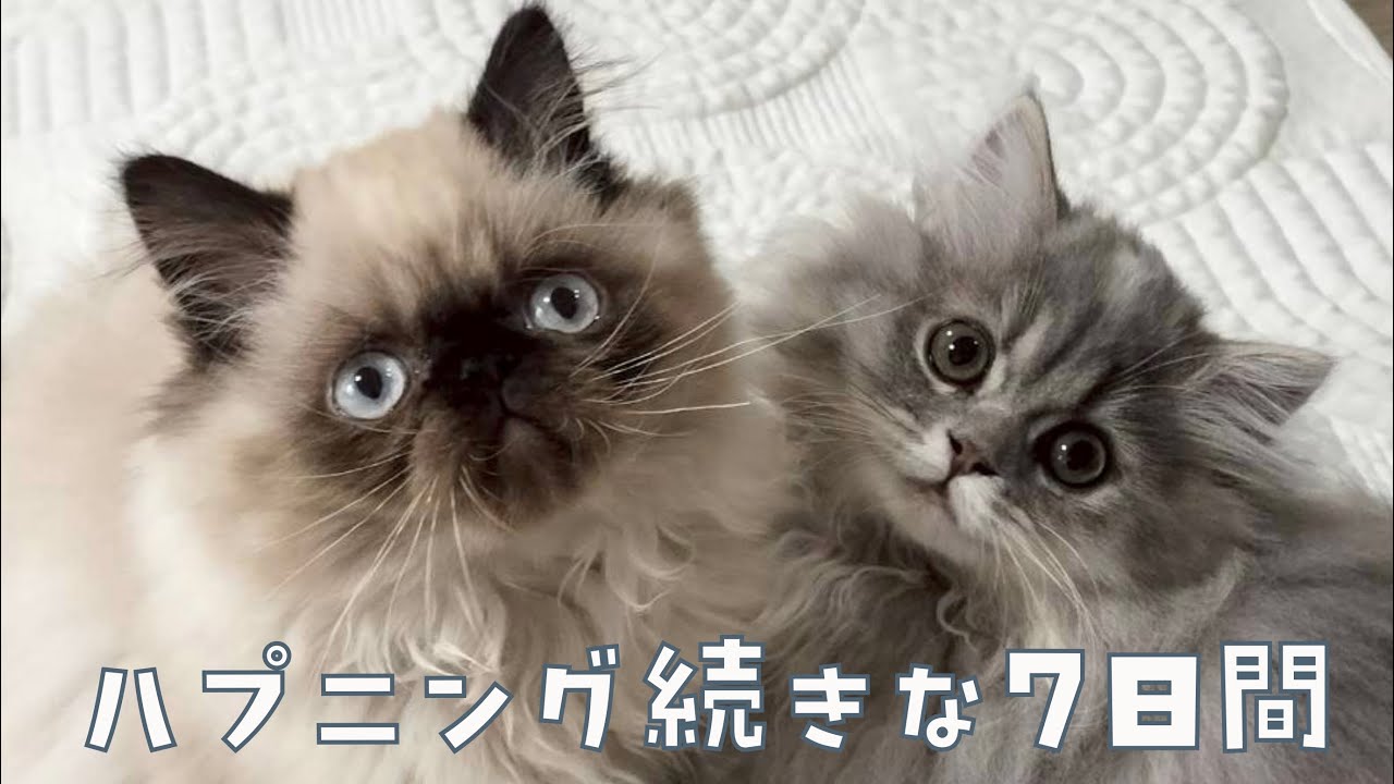 【子猫の多頭飼い】先住猫と仲良くなるまでの1週間記録