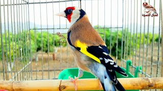 Поющий Щегол | Птица С Прекрасными Песнями