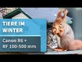 Tiere im Winter mit der Canon R6 und dem RF 100-500 mm - Wildlife Video [4K50p]