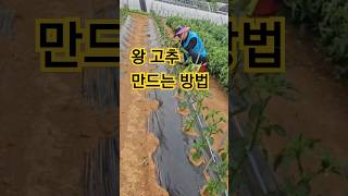 아빠의전원일기4 _튼실한 고추재배 방법 #고추재배 #텃밭 #주말농장