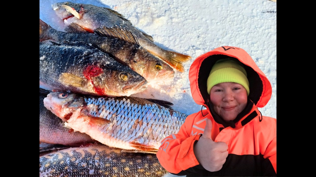 KUMMILLA VERKOILLA PAREMPI SAALIS? - VERKKOKALASTUSTA JA PILKINTÄÄ KOTIJÄRVELLÄ