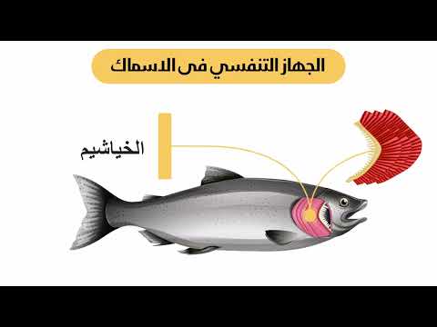 درس الجهاز التنفسي في الاسماك الصف الرابع الابتدائي