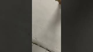 Ngerjain kucing pakai cicak palsu