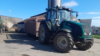 loading and hauling cattle for the mart