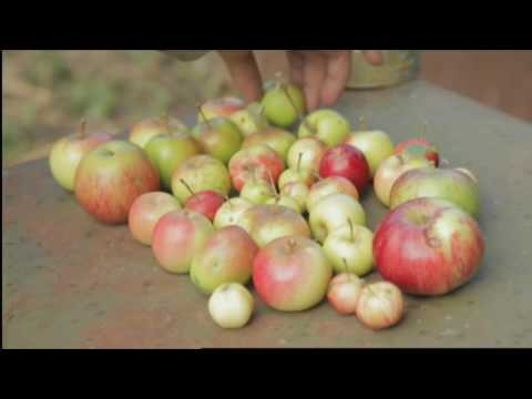 Video: Perché La Mela è Diventata Il Frutto Proibito