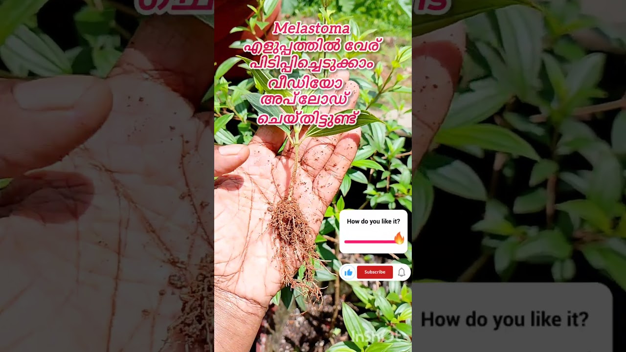 Easily Propagate New Melastoma Plant From Cuttings @suprabhadevi-20 