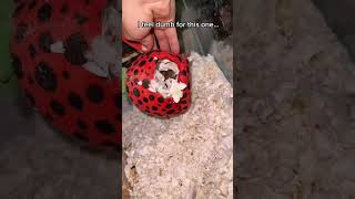 Missing mice update 😅