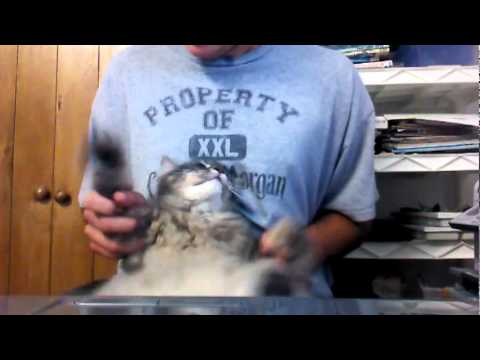 Abiotic - Vermosapien (Death Metal Fat Cat Cover)
