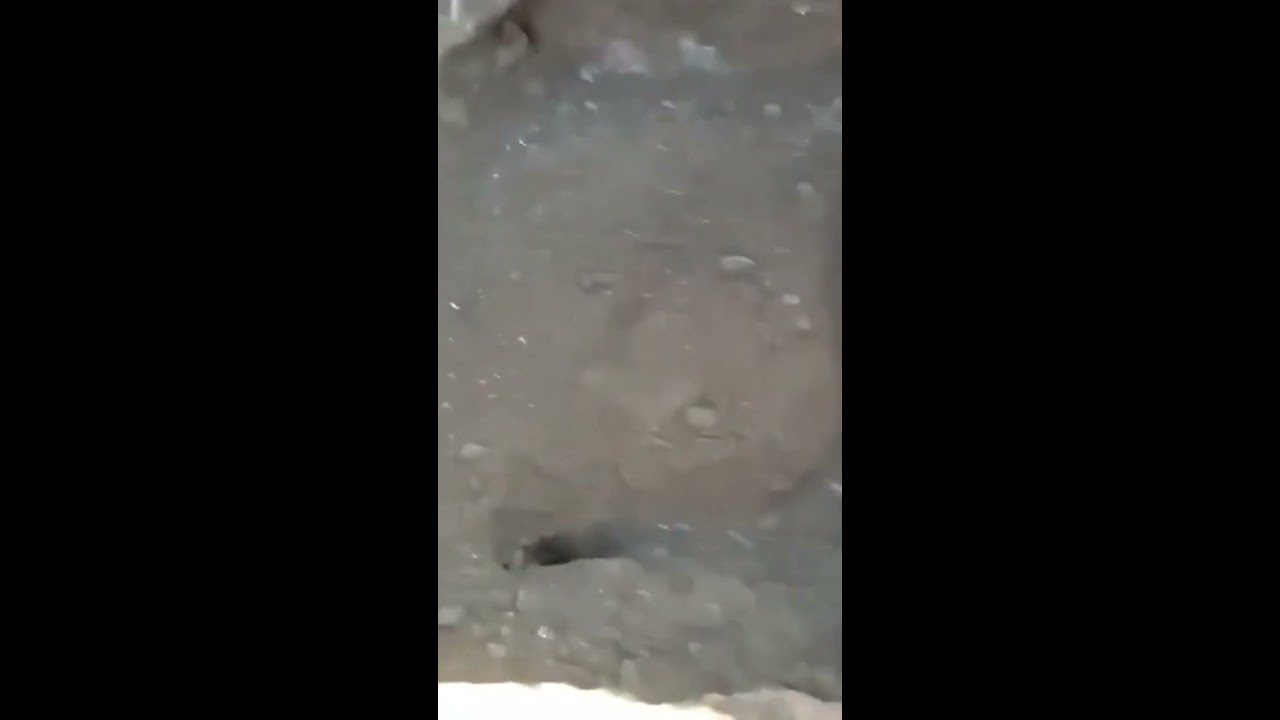 Fallen Angels In River Euphrates Recorded Making Sounds