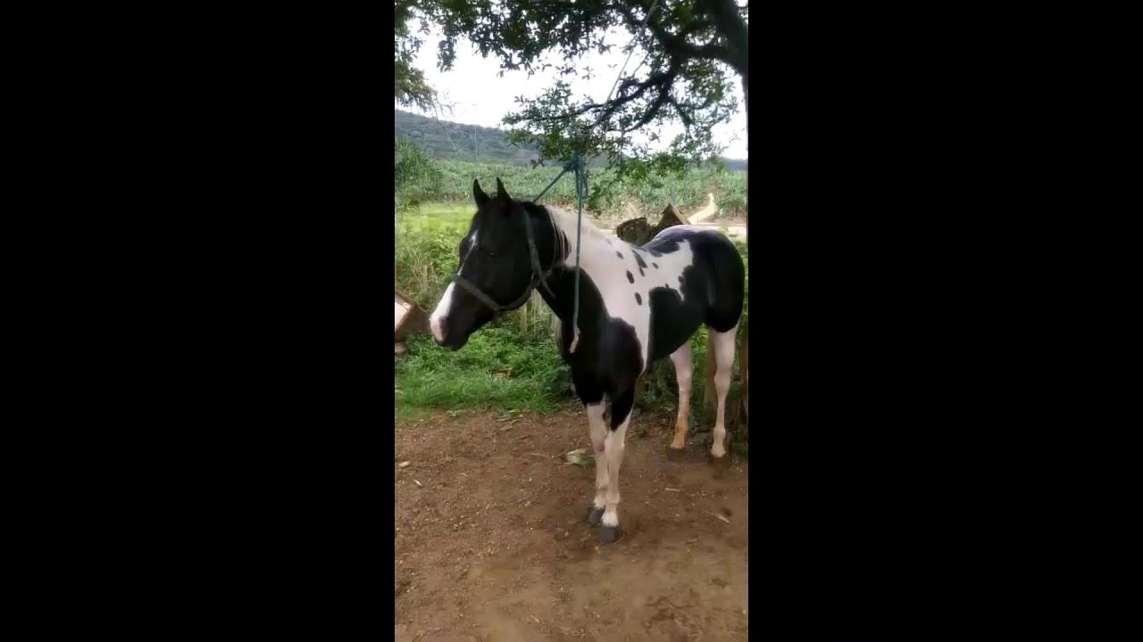 Garanhão Paint Horse A venda!! YouTube