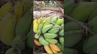 Mot Neh Ding Kaki Mu E