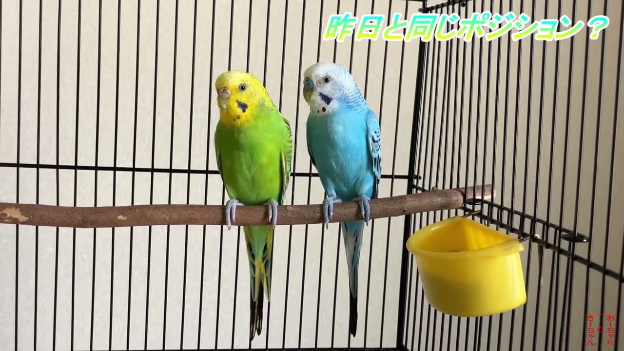 我が家のインコ　おーちゃんときーちゃん(189)　無言のインコ。