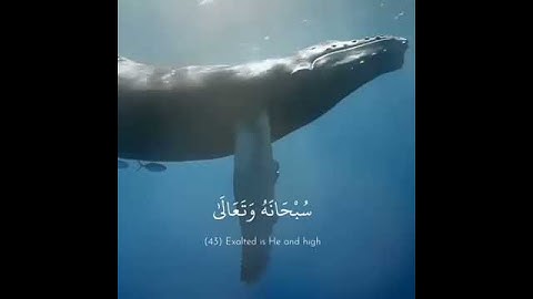 سورة الاسراء القارىء سعد الغامدي 🍃.