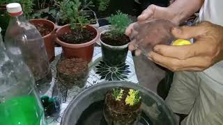 Propagating variegated cypress plant using recycled plastic bottle