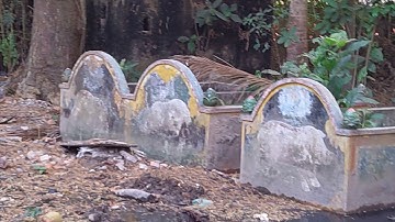 Lạ Thường Heo Năm Móng ở Chùa Dơi Sóc Trăng- Quốc Khởi Ghe Ngo