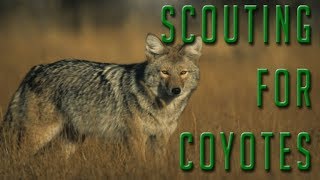 How to Find More Coyote Hunting Opportunities!