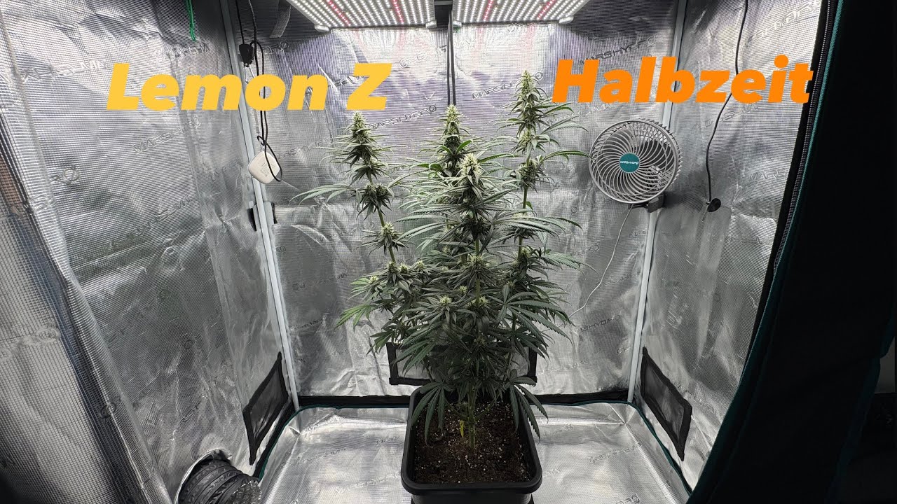 Lemon Z - Halbzeit in der Blüte - Organic Soil