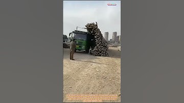 Efficient Unloading: The Art of Bamboo Discharge