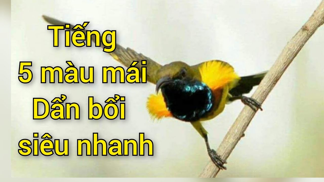 5 màu mái gọi bổi siêu hay