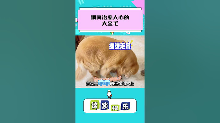 把情绪价值拉满的狗狗