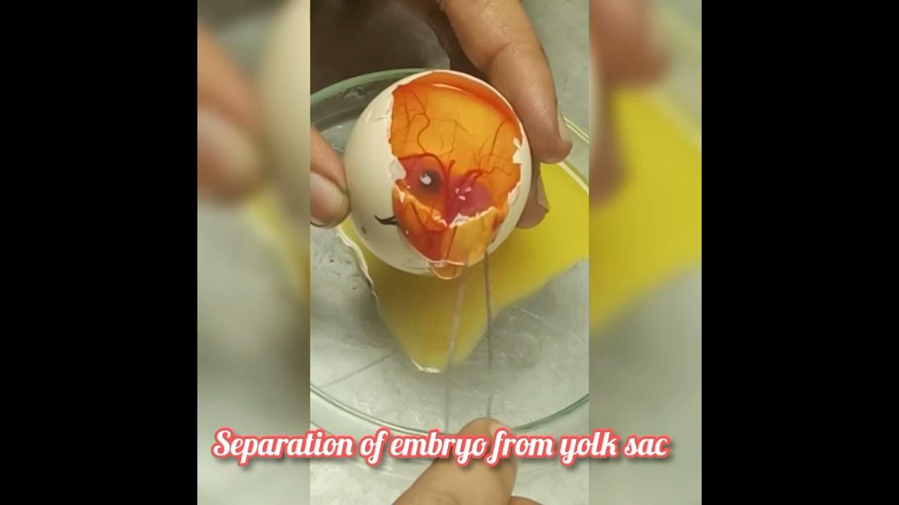 Egg Dissection for Primary Cell Culture Prof Damini Karsale YouTube