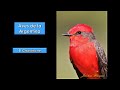 Churrinche, Vermilion Flycatcher, (Pyrocephalus rubinus), Aves de la Argentina