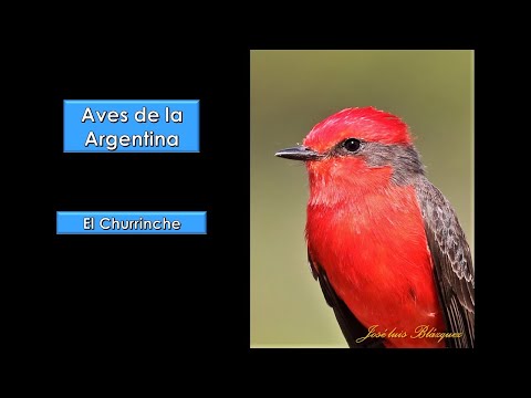 Video: Flycatcher - un pájaro en miniatura y hermoso