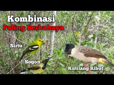 Masteran Untuk Burung Kutilang Anakan Supaya isian kenari, SRDC, Cipoh/Sirtu, Kacer