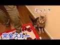 妹をお出迎えしたのにスルーされて大激怒してしまった猫ｗ