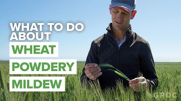 What to do about wheat powdery mildew: Strategies for managing fungicide resistance
