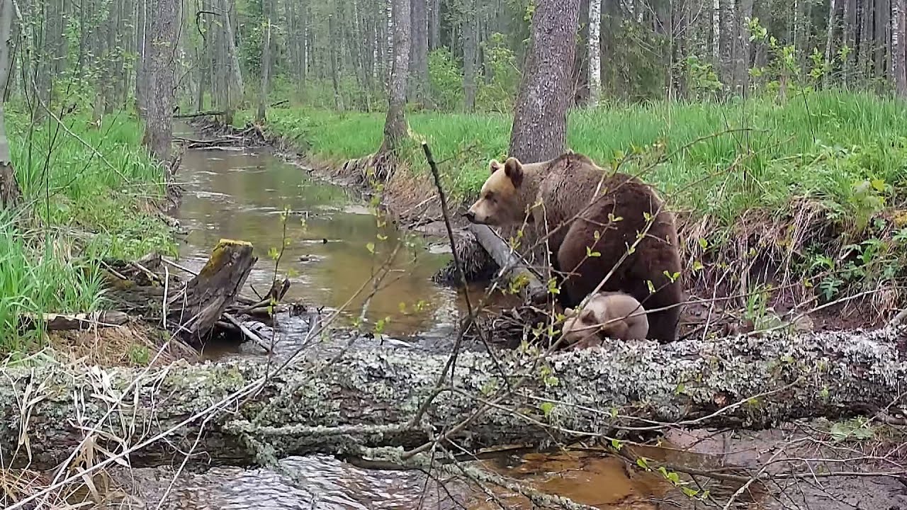 Kolm pisikest karupoega askevaldavad oja juures | Три маленьких медвежонка возятся у ручья