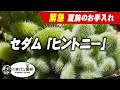 【多肉植物】もふもふセダム「ヒントニー」の夏前のお手入れ【くまパン園芸】