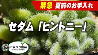 【多肉植物】もふもふセダム「ヒントニー」の夏前のお手入れ【くまパン園芸】