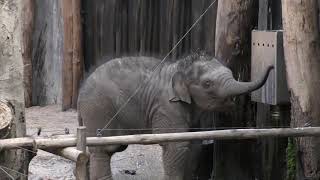 THABO baby elephant, together with the sadly passed away Yunha (7 april 2020)