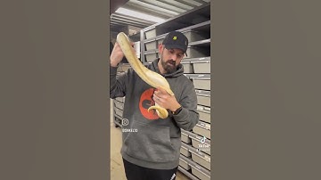 #morphmonday She’s a Pastel Lesser Leopard Clown! #ballpython #reptiles #snake #shorts