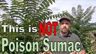 How to Identify Poison Sumac