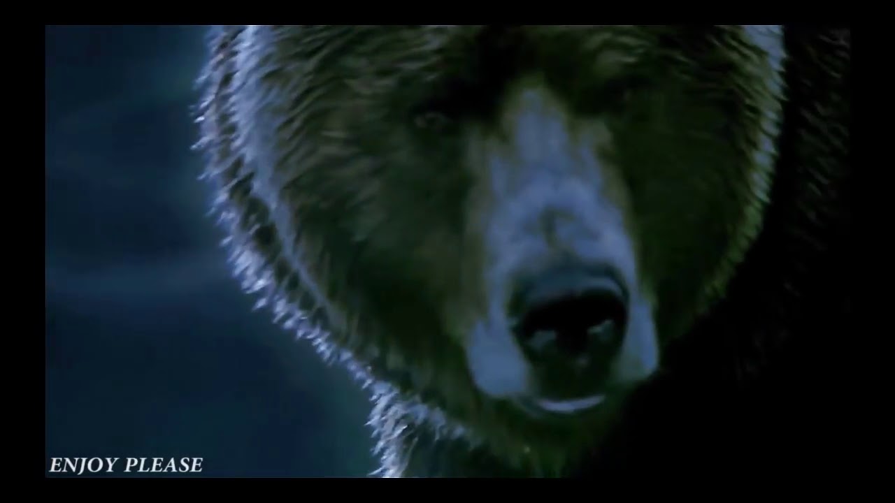 Bear Attack Scene (Into the Grizzly Maze 2016) YouTube