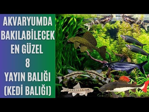 Video: Otocinclus yayın balığı tutmak