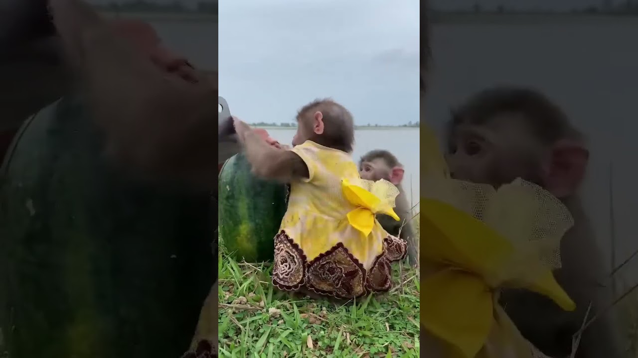 Monkey helps watermelon.   ШОК 