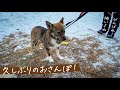 200日間、家の中で暮らしてた保護犬、初めて家族だけのおさんぽ。