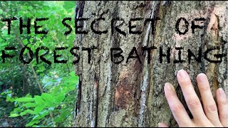 The Healing Art of FOREST BATHING | Escape the Concrete Jungle