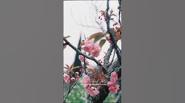سورة الكافرون | خالد الناصر #foryou #foryoupage  #fay  #duet #القرآن_الكريم #زلزال #ترند #اكسبلور